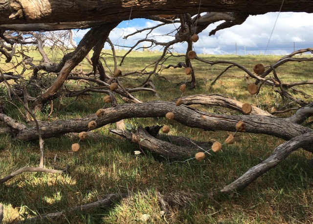 Installation View, Insecta Delecta, The Wired Lab. Image by Cat Jones 2017.
